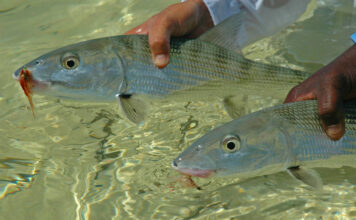 Pro Tips: How to Hook More Bonefish by Sight-Setting