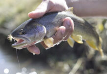Video: “Chasing Natives” Across America