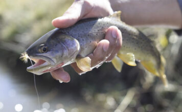 Video: “Chasing Natives” Across America
