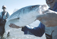 Video: Hunting Fish on the Cape Cod Salt Flats