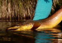 Master Class Monday: How to Fish Undercut Banks