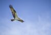BLANE KLEMEK OUTDOORS: The remarkable osprey is a bird worth watching – Bemidji Pioneer