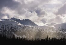 U.S. Restores Full Protections in Alaska’s Tongass National Forest