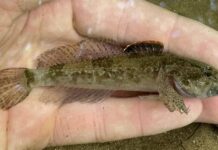 Winter sculpins offer easy winter fishing option | Outdoors