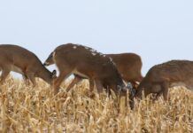 Mixed bag of opportunity for ice fishing with January thaw