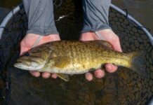 Southern smallies: The genetically unique smallmouth bass of Oklahoma | Hatch Magazine