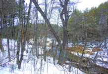 Trout Stream Reflections By Tom Lager, TU CARES