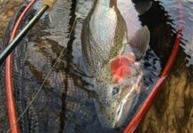 Choosing the Right Fly for Great Lakes Steelhead in Winter