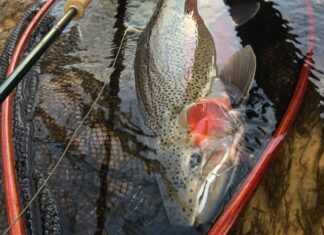 Choosing the Right Fly for Great Lakes Steelhead in Winter