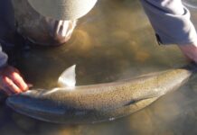 The Geography of Patagonia: The Southern Zone