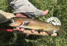 Salomone: click and pawl or disc? 