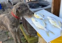 Sheepshead rescued his ‘Angler of the Year’ hopes
