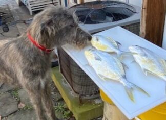 Sheepshead rescued his ‘Angler of the Year’ hopes