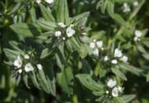 Study: Ahiflower Improves the Health and Wellness of Chronically Ill Patients