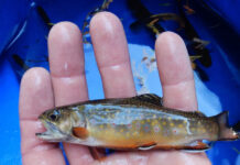 Study: Climate change boosting some Wisconsin trout, hurting others