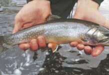 Duluth author compiles new bible for fly anglers – Duluth News Tribune