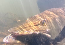 Photos and Story: Big Dreams, Big Fish