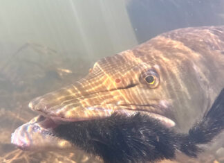 Photos and Story: Big Dreams, Big Fish