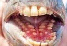 Ugly and challenging, but tasty and worth the trouble