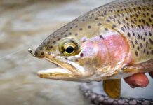 Classic Video: Why You Should Try European Tightline Nymphing