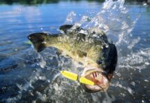 Discover the Largest Largemouth Bass Ever Caught in South Carolina