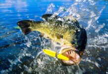Discover the Largest Largemouth Bass Ever Caught in Kentucky