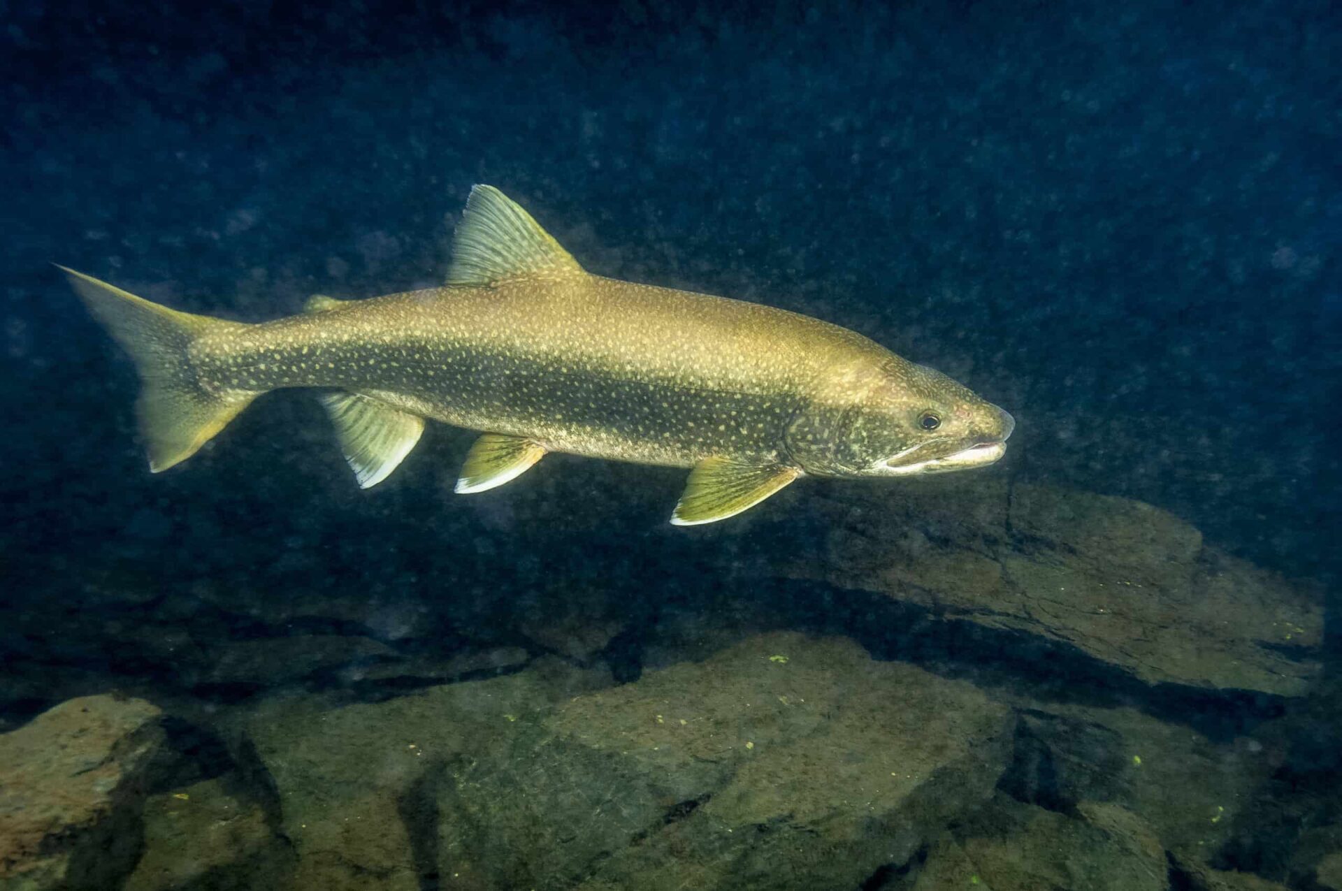 Discover the Largest Lake Trout Ever Caught in Alaska - Xpert Fly Fisher