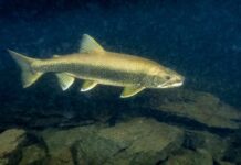 Discover the Largest Lake Trout Ever Caught in Alaska