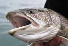 River Monsters! Discover the 3 Largest Fish in the Yellowstone River