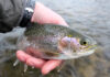 Video: Winter Trout, Iowa-Style – Orvis News