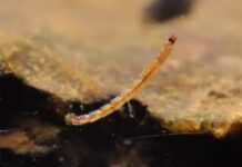 Video: How to Tie a Corded Midge Larva