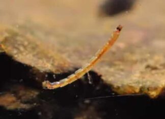 Video: How to Tie a Corded Midge Larva