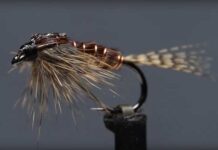 Video: How to Tie the Phat and Phunky Pheasant Tail Nymph