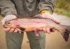 MDC says trout harvest to begin in Jackson, Farmington, Perryville, Sikeston on Feb. 1