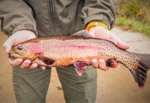 MDC says trout harvest to begin in Jackson, Farmington, Perryville, Sikeston on Feb. 1