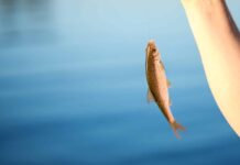 Discover The Largest Redeye Bass Ever Caught in Florida