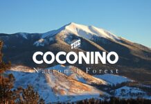 New forest supervisor named for Coconino National Forest