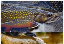 Fishing Wild Trout Management Areas