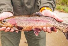 Today marks first day of trout harvesting at Giessing Lake