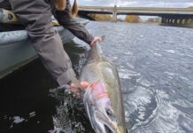 Where to Find Great Lakes Steelhead during Winter