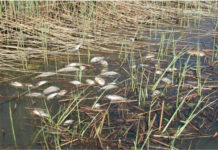 Wednesday Wake-Up Call 03.01.23 – Orvis News