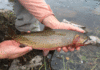 Fish Facts: Colorado River Cutthroat Trout (Oncorhyncus clarkii pleuriticus)