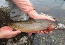 Fish Facts: Colorado River Cutthroat Trout (Oncorhyncus clarkii pleuriticus)