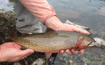 Fish Facts: Colorado River Cutthroat Trout (Oncorhyncus clarkii pleuriticus)