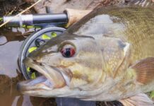 Classic Pro Tips: How to Catch Springtime Smallmouths