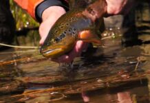 Master Class Monday: How to Cast to Very Spooky Trout