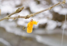 Leave No Fly Behind and Avoid “The Hanging Tree”