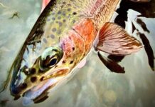 5 Dry Flies for Spring Fishing on the Deschutes River
