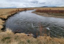 Pro Tips: How to Deal with Runoff