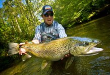 Classic Fish Facts: Brown Trout (Salmo Trutta)